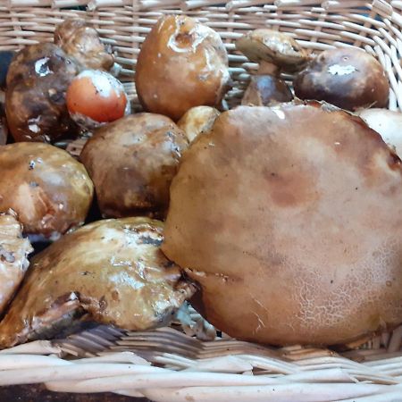 La Vecchia Quercia Villa Pergine Valdarno Bagian luar foto